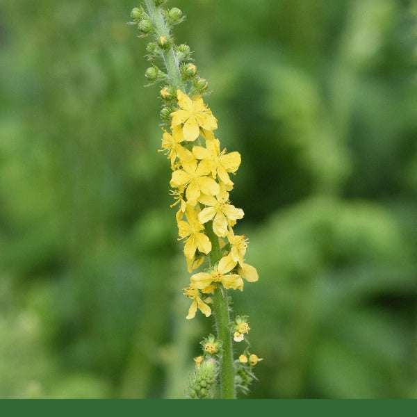 Agrimony, Cut & Sifted (Agrimonia eupatoria) - Dried Herb, Organic