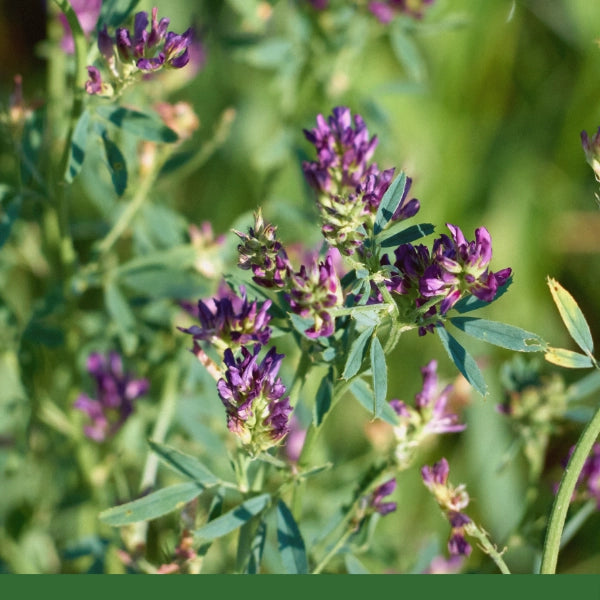 Alfalfa (Medicago sativa) - Dried Herb, Organic