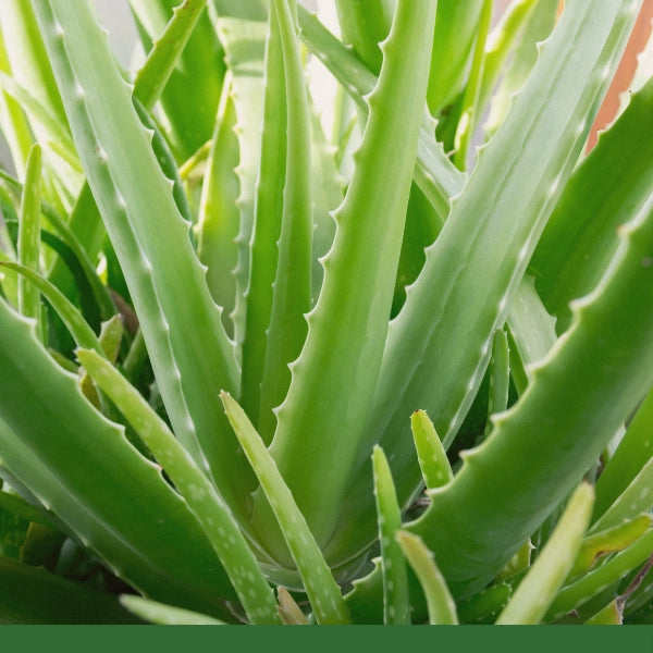 Aloe Leaf, Powder (Aloe ferox) - Dried Herb, Organic