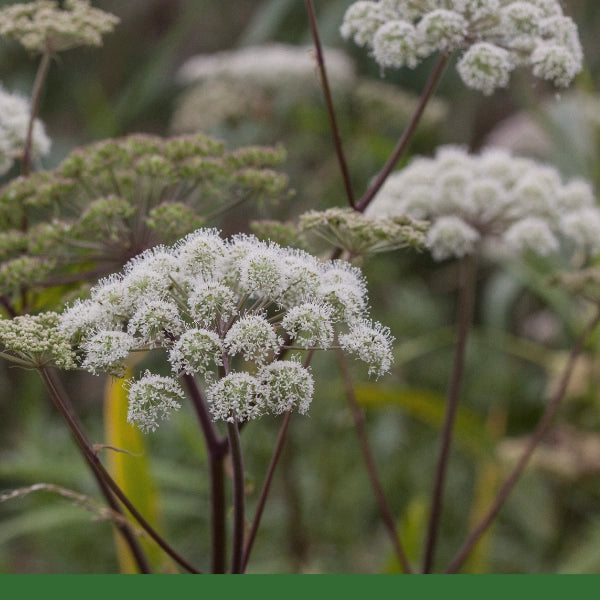 Angelica Root (Angelica archangelica) - Dried Herb, Organic