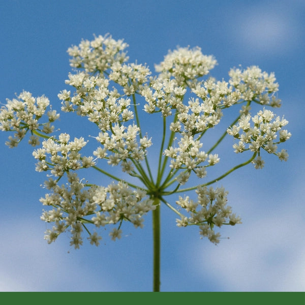 Anise Seed, Powder (Pimpinella anisum) - Dried Herb, Organic