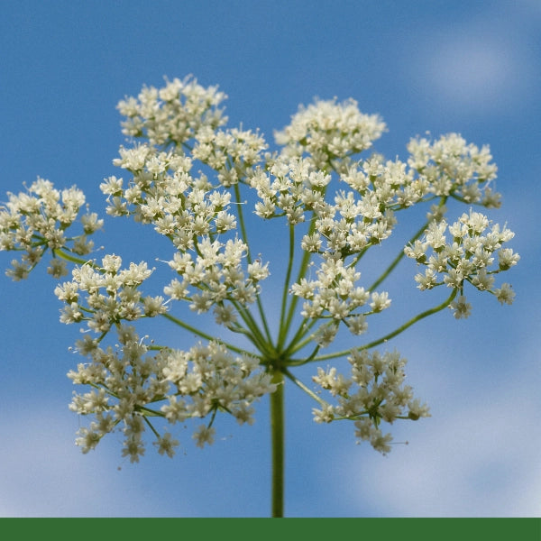 Anise Seed, Whole (Pimpinella anisum) - Dried Herb, Organic