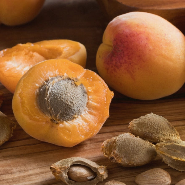 Apricot Kernel (Prunus armeniaca) - Carrier Oil