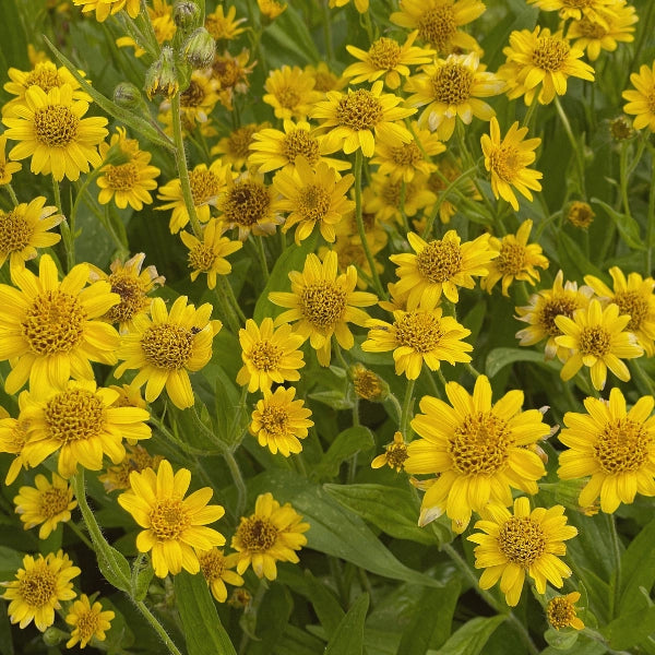 Arnica - Infused Oil