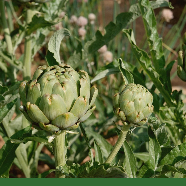 Artichoke Leaf (Cynara scolymus) - Dried Herb, Organic