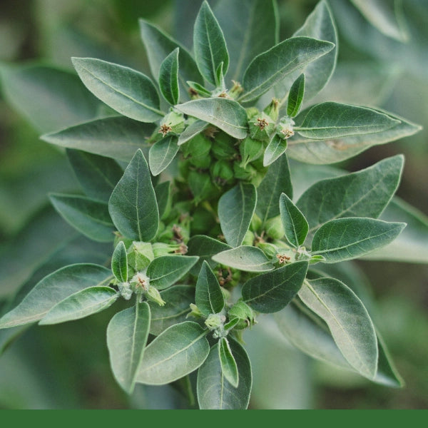 Ashwagandha Root, Cut & Sifted (Withania somnifera) - Dried Herb, Organic