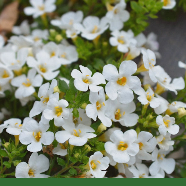 Bacopa, Cut & Sifted (Bacopa monniera) - Dried Herb, Organic