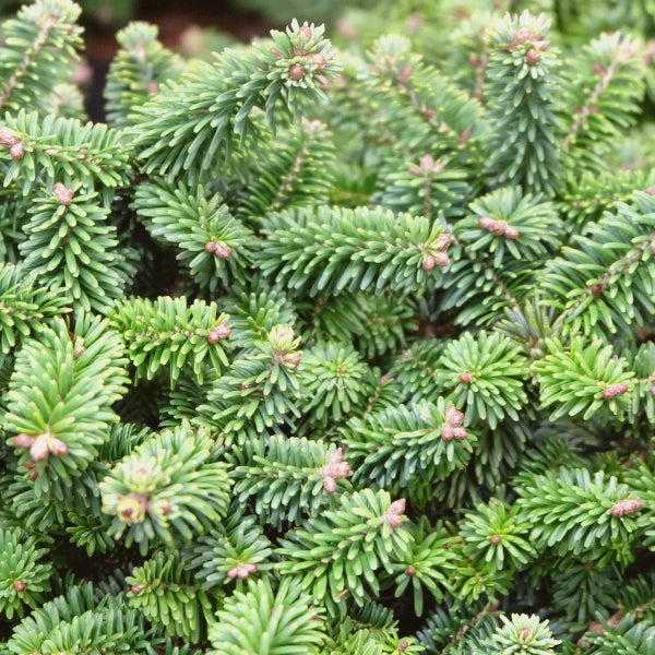 Balsam Fir (Abies balsamea) - Essential Oil