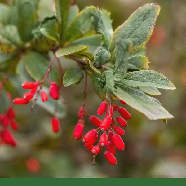 Barberry Root, Cut & Sifted (Barberis vulgaris) - Dried Herb, Organic