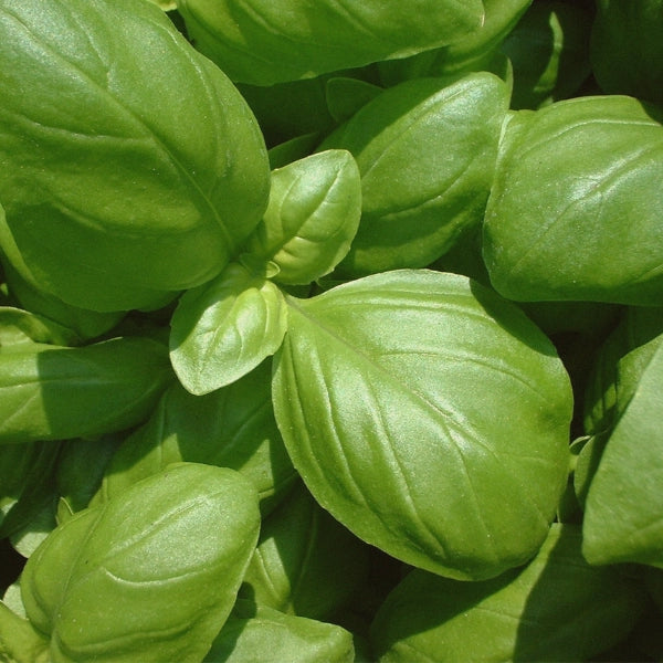 Basil (Ocimum basilicum) - Essential Oil