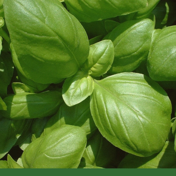 Basil, Leaf, Cut & Sifted (Ocimum basilicum) - Dried Herb, Organic