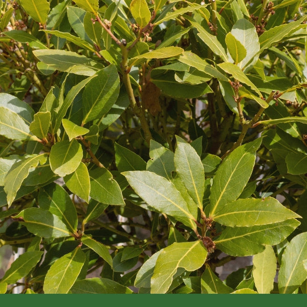 Bay Leaf (Laurus nobilis) - Dried Herb, organic