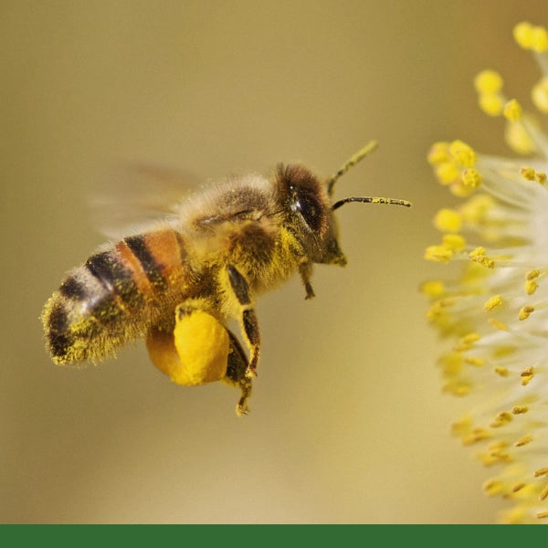 Bee Pollen, Wildcrafted