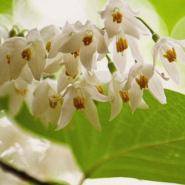 Benzoin (Styrax benzoin) - Essential Oil