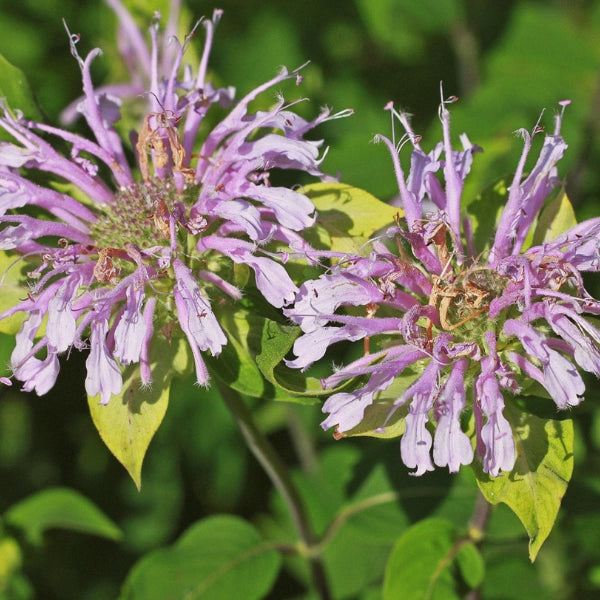 Herb & Earth Bergamot Incense