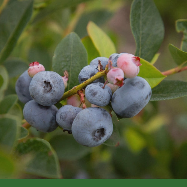 Bilberry Leaf, Cut & Sifted (Vaccinium myrtillis ) - Dried Herb, Organic