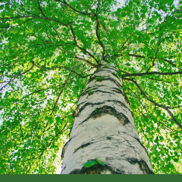 Birch Leaf (Betula pendula) - Dried Herb, Organic