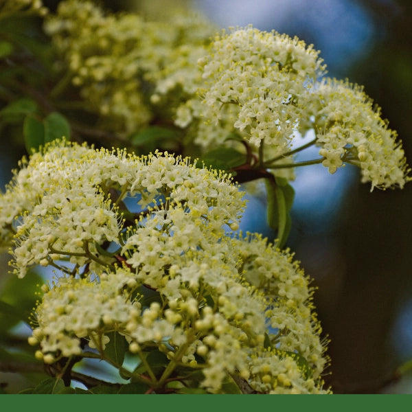 Black Haw Bark, Cut & Sifted (Viburnum prunifolium) - Dried Herb, Wildcrafted