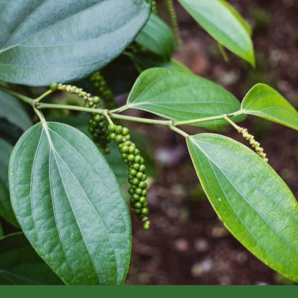 Black Peppercorns (Piper nigrum) - Dried Herb, Organic