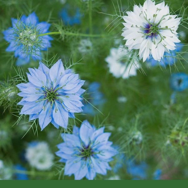 Black Seed (Nigella sativa) - Dried Herb, Organic