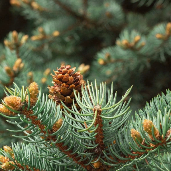 Black Spruce (Picea mariana) - Essential Oil