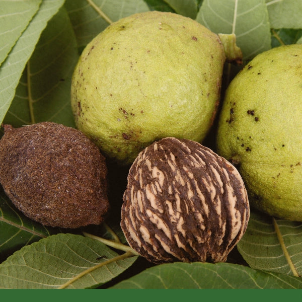 Black Walnut Hull, Powder (Juglans nigra) - Dried Herb, Organic