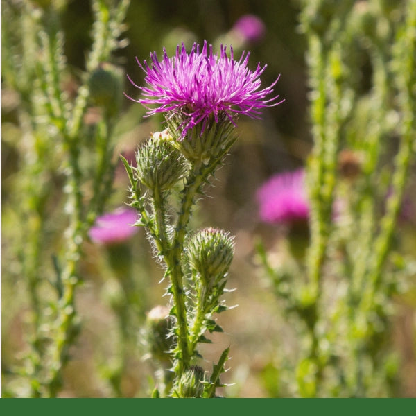 Blessed Thistle, Cut & Sifted (Carbenia benedicta) - Dried Herb, Organic