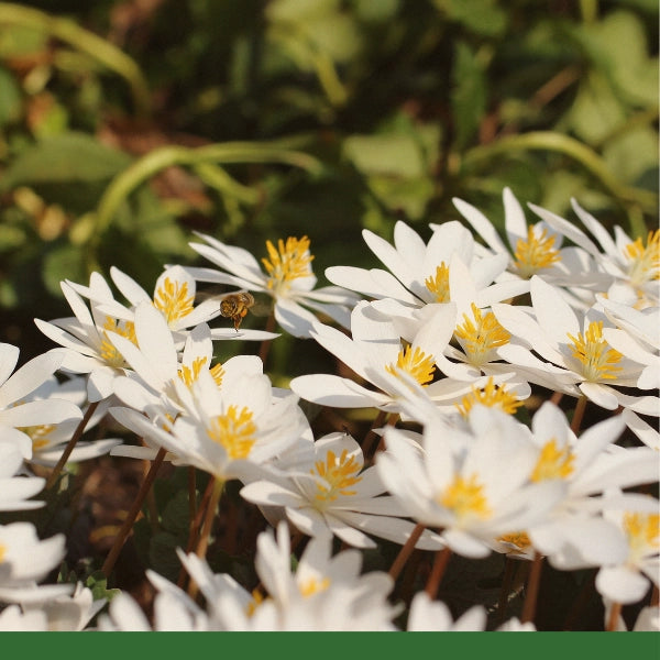 Bloodroot, Cut & Sifted (Sanguinaria canadensis) - Dried Herb