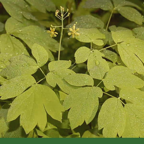 Blue Cohosh Root, Cut & Sifted (Caulophyllum thalictroides) - Dried Herb, Wildcrafted