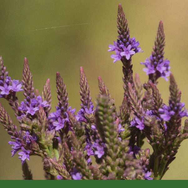 Blue Vervain, Cut & Sifted (Verbena hastata) - Dried Herb, Organic