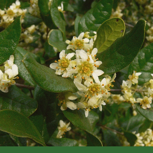 Boldo Leaf (Peumus boldo) - Dried Herb, Organic