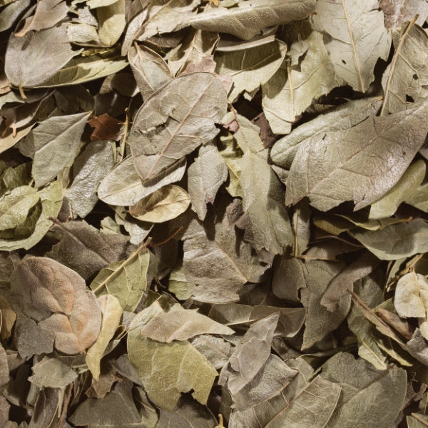 Boldo Leaf (Peumus boldo) - Dried Herb, Organic