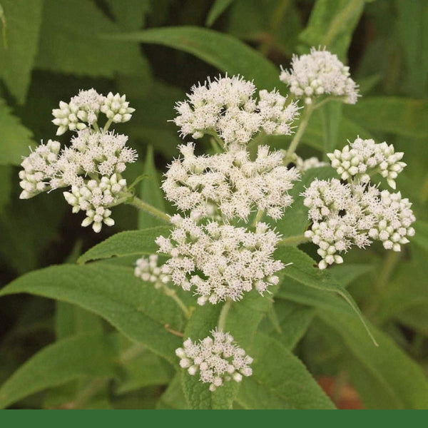 Boneset (Eupatorium perfoliatum), Cut & Sifted - Dried Herb