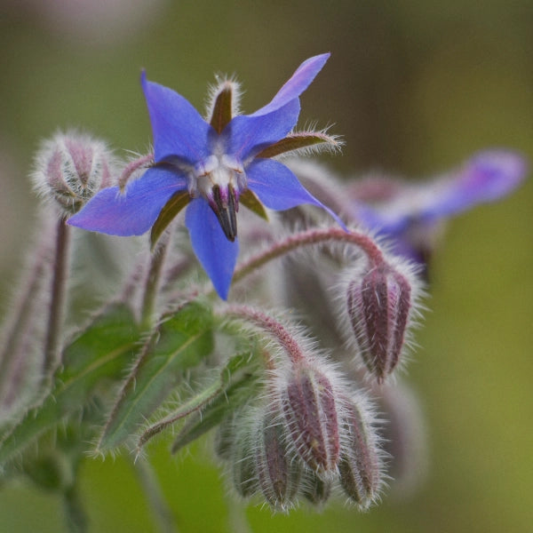 Borage (Borago officinalis) - Carrier Oil