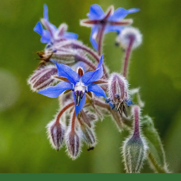 Borage (Borago officinalis) - Dried Herb, Organic