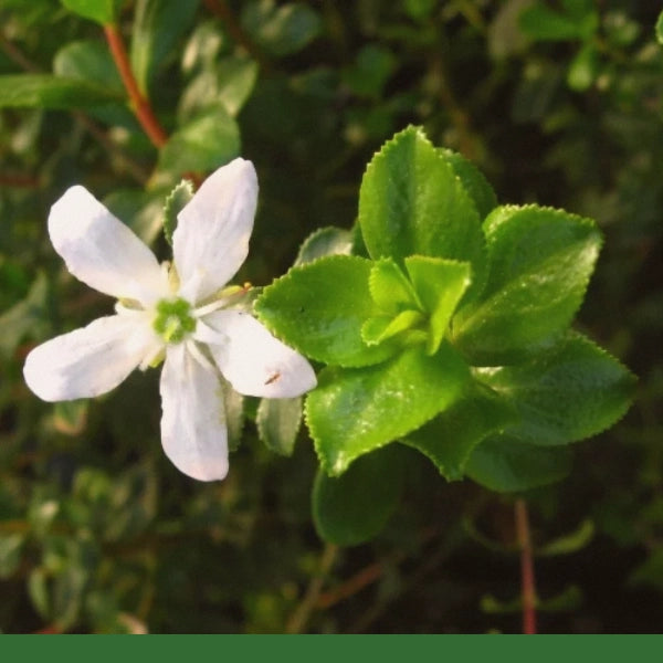 Buchu Leaf (Agathosma Betulina) - Dried Herb, Organic