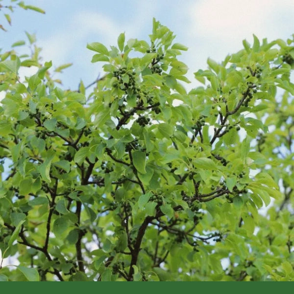 Buckthorn Bark, Cut & Sifted (Rhamnus cathartica) - Dried Herb, Organic