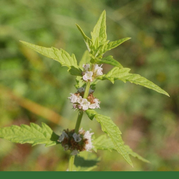 Bugleweed, Cut & Sifted (Lycopus europaeus) - Dried Herb, Organic