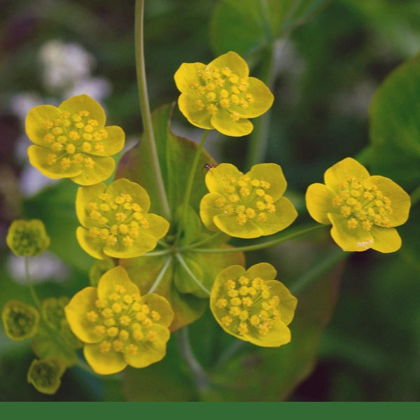 Bupleurum Root (Bupleurum Chinense) - Dried Herb, Organic