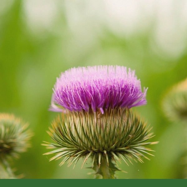 Burdock Root (Arctium lappa) - Dried Herb, Organic