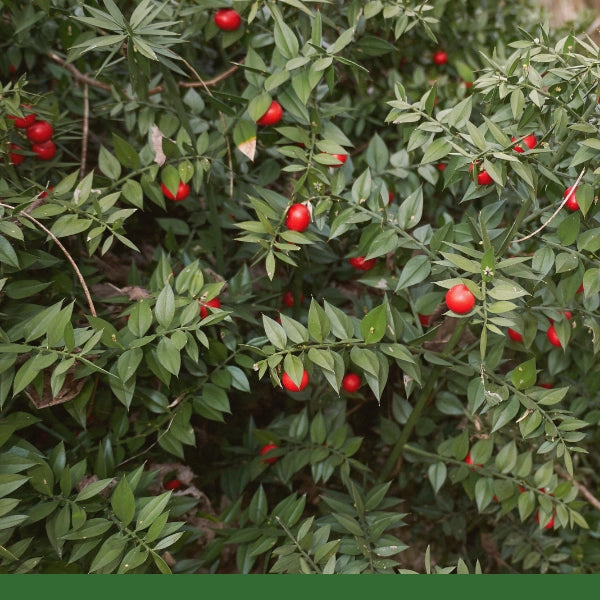 Butcher's Broom, Root (Ruscus aculeatus) - Dried Herb, Organic