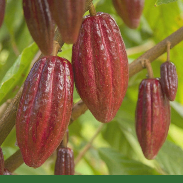 Cacao Powder (Theobroma cacao) - Dried Herb, Organic