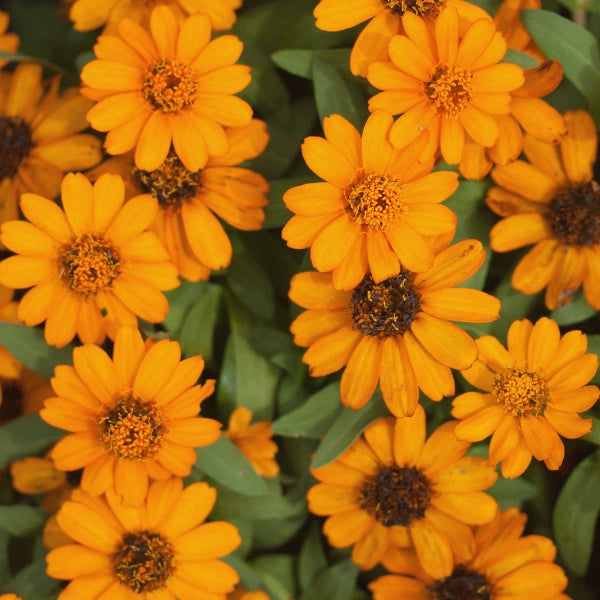 Calendula - Infused Oil