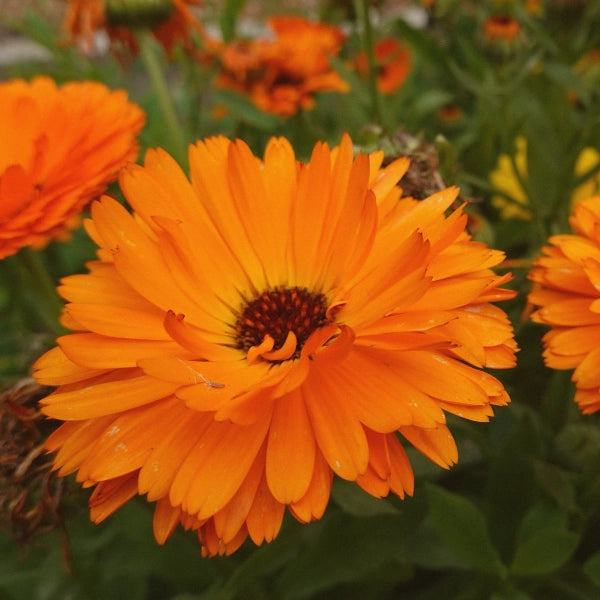 Calendula Salve