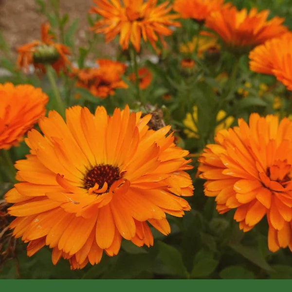 Calendula Flowers (Calendula officinalis) - Dried Herb, Organic