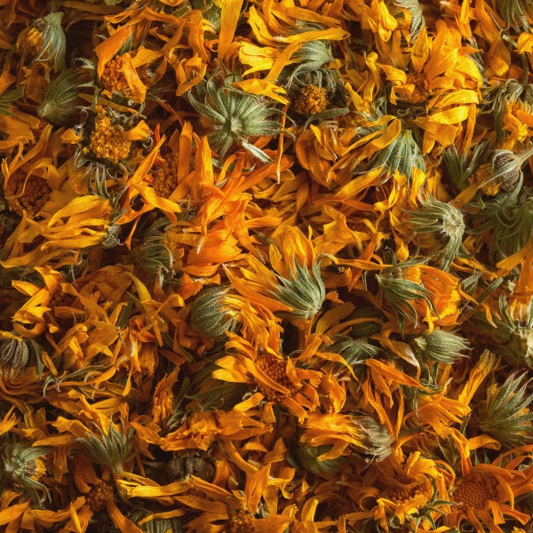 Calendula Flowers (Calendula officinalis) - Dried Herb, Organic