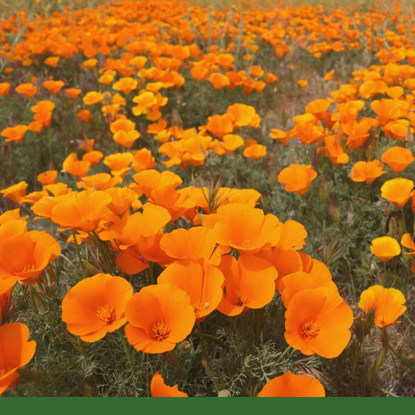 California Poppy (Eschscholzia californica) - Dried Herb, Organic