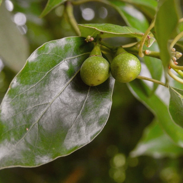 Camphor (Cinnamonum camphora) - Essential Oil