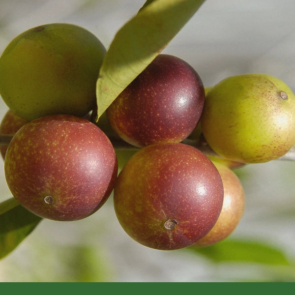 Camu Camu, Powder (Myrciaria dubia) - Dried Herb, Organic