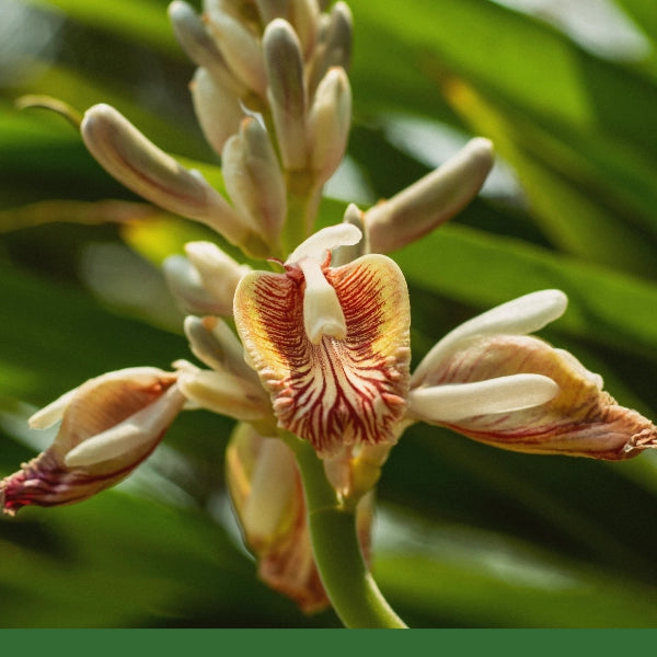 Cardamom, Pods (Elettaria cardamomum) - Dried Herb, Organic